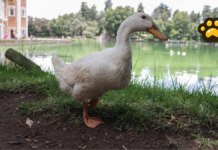 UNAM alerta por aumento en compra de patos domésticos