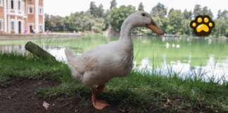 UNAM alerta por aumento en compra de patos domésticos