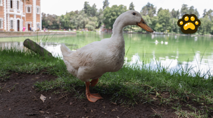 UNAM alerta por aumento en compra de patos domésticos