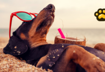Cinco consejos para viajar con tu perro en vacaciones