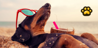 Cinco consejos para viajar con tu perro en vacaciones