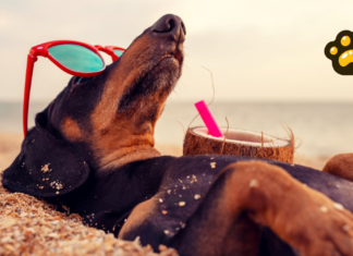 Cinco consejos para viajar con tu perro en vacaciones