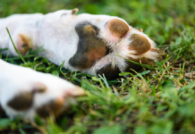 Reportan presunto envenenamiento de perros en Ahuehuetzingo