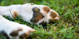 Reportan presunto envenenamiento de perros en Ahuehuetzingo