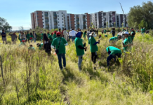 Reforestan el Cerro de Amalucan con mil árboles nativos