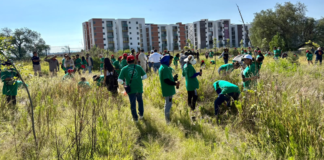 Reforestan el Cerro de Amalucan con mil árboles nativos