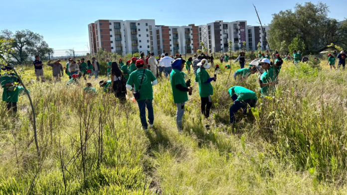 reforestación