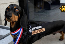 “Oscar Wilde”, el perro salchicha que conquista las redes