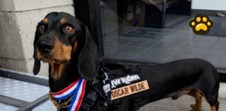 “Oscar Wilde”, el perro salchicha que conquista las redes