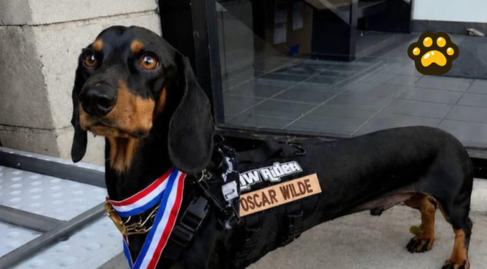 “Oscar Wilde”, el perro salchicha que conquista las redes