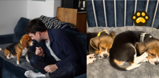 Crean beagles con edición genética para combatir alergias en perros