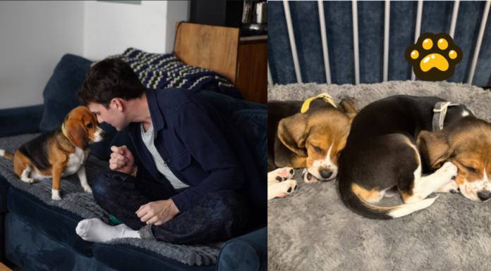 Crean beagles con edición genética para combatir alergias en perros
