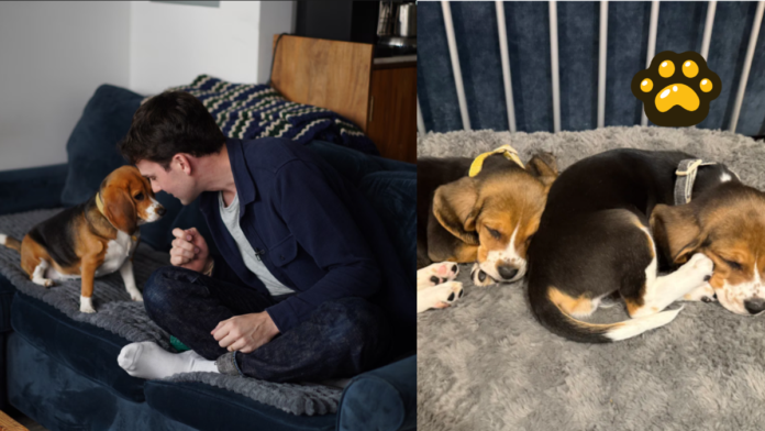 Beagles