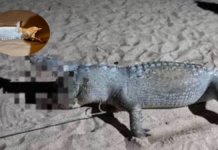 Investigan muerte de 13 cocodrilos en costas del Pacífico mexicano