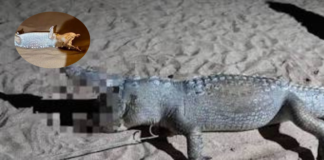 Investigan muerte de 13 cocodrilos en costas del Pacífico mexicano