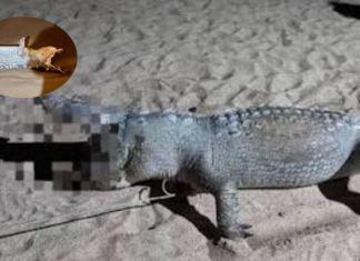 Investigan muerte de 13 cocodrilos en costas del Pacífico mexicano