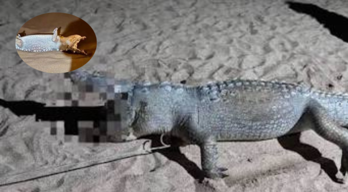 Investigan muerte de 13 cocodrilos en costas del Pacífico mexicano