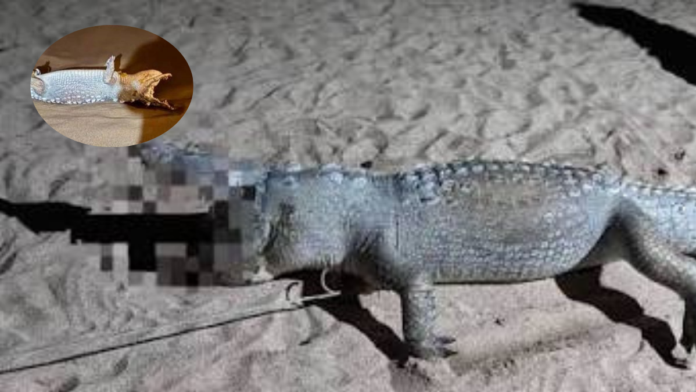 Cocodrilos