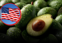 ¿Por qué EU suspendió la importación de aguacate de Michoacán?