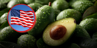 ¿Por qué EU suspendió la importación de aguacate de Michoacán?
