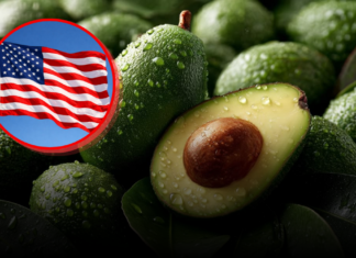 ¿Por qué EU suspendió la importación de aguacate de Michoacán?