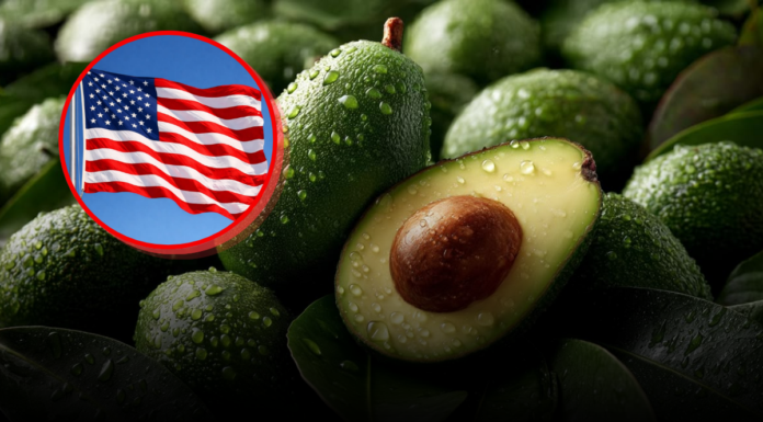 ¿Por qué EU suspendió la importación de aguacate de Michoacán?
