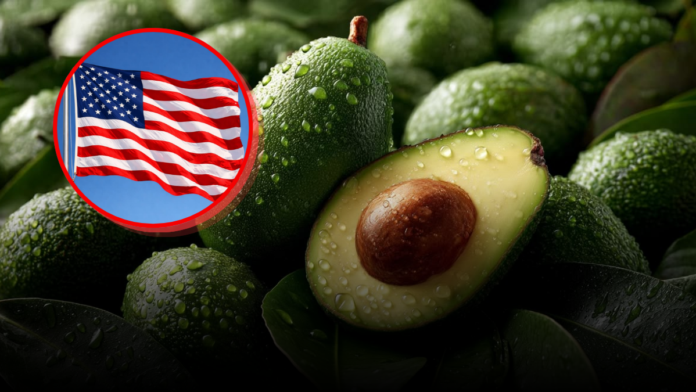aguacate