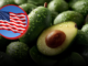 ¿Por qué EU suspendió la importación de aguacate de Michoacán?
