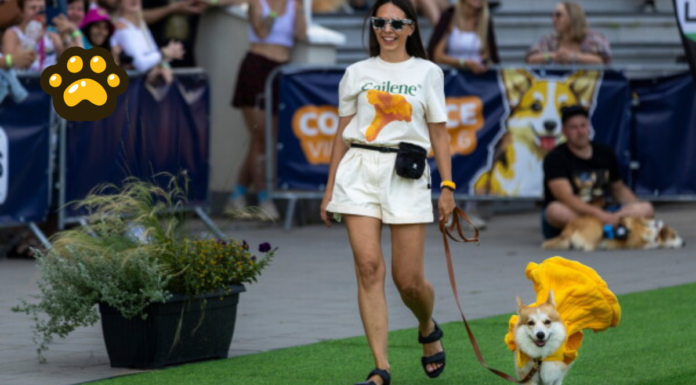 Corgis de nueve países compiten en peculiar carrera en Lituania