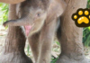 Nace cría de elefante asiático de Sumatra en Zoo de Madrid