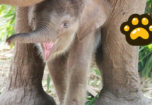 Nace cría de elefante asiático de Sumatra en Zoo de Madrid