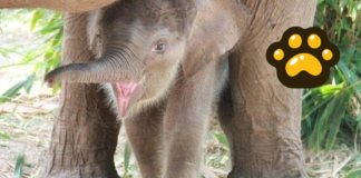 Nace cría de elefante asiático de Sumatra en Zoo de Madrid