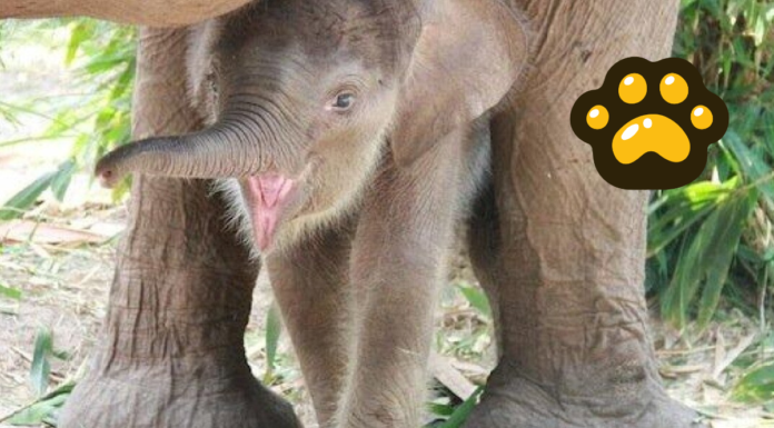 Nace cría de elefante asiático de Sumatra en Zoo de Madrid