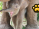 Nace cría de elefante asiático de Sumatra en Zoo de Madrid