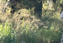 Asesinan y abandonan a hombre emplayado en la carretera Amozoc-Acajete