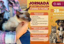 Atlixco realizará jornada de esterilización canina y felina el 28 de agosto