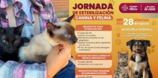 Atlixco realizará jornada de esterilización canina y felina el 28 de agosto