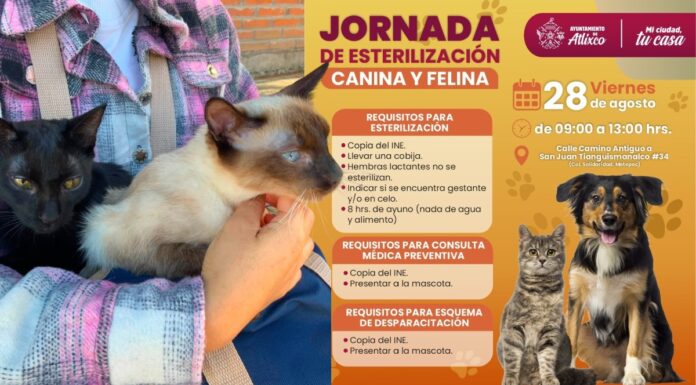 Atlixco realizará jornada de esterilización canina y felina el 28 de agosto