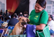 San Andrés Cholula realiza jornada masiva de esterilización felina y canina