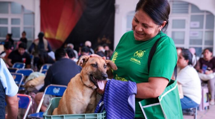 San Andrés Cholula realiza jornada masiva de esterilización felina y canina