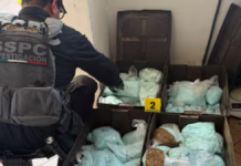 Incautan 4 millones de dosis de fentanilo en Mexicali
