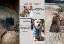 Hallan dos fosas de perros durante búsqueda de “Chilaquil” en Altepexi