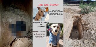 Hallan dos fosas de perros durante búsqueda de “Chilaquil” en Altepexi