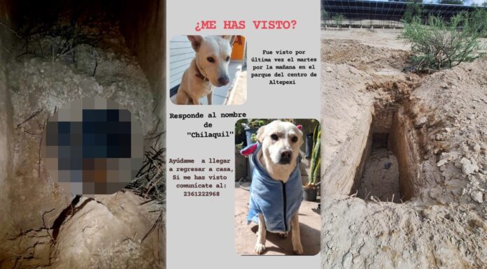 Hallan dos fosas de perros durante búsqueda de “Chilaquil” en Altepexi