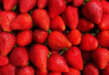 EU impone cuota antidumping de 5.28% a fresa mexicana