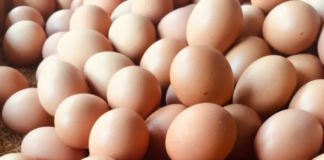 Detectan venta de “huevos piratas” en Durango