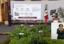 Sheinbaum iniciará Jornada Nacional de Reforestación en Puebla