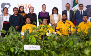 México realizará Jornada de Reforestación con millones de árboles