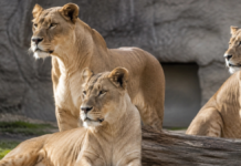 Mueren tres leonas en zoológico de Tokio; investigan golpe de calor