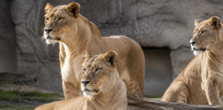 Mueren tres leonas en zoológico de Tokio; investigan golpe de calor